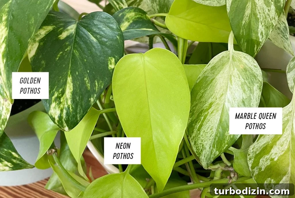 Pothos Propagation Guide: Simple Methods to Grow New Plants 13 Golden Pothos Neon Pothos Marble Queen Pothos Leaf Side by Side Comparison