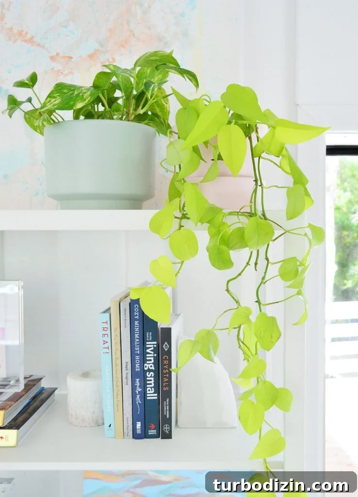 Pothos Propagation Guide: Simple Methods to Grow New Plants 3 Neon Pothos Vine Trailing Off Bookcase