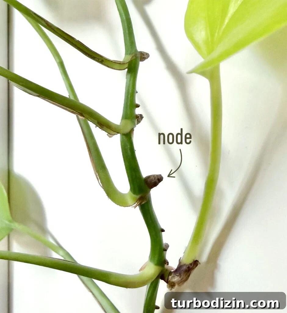Pothos Propagation Guide: Simple Methods to Grow New Plants 4 Pothos Plant Node Labeled With Arrow
