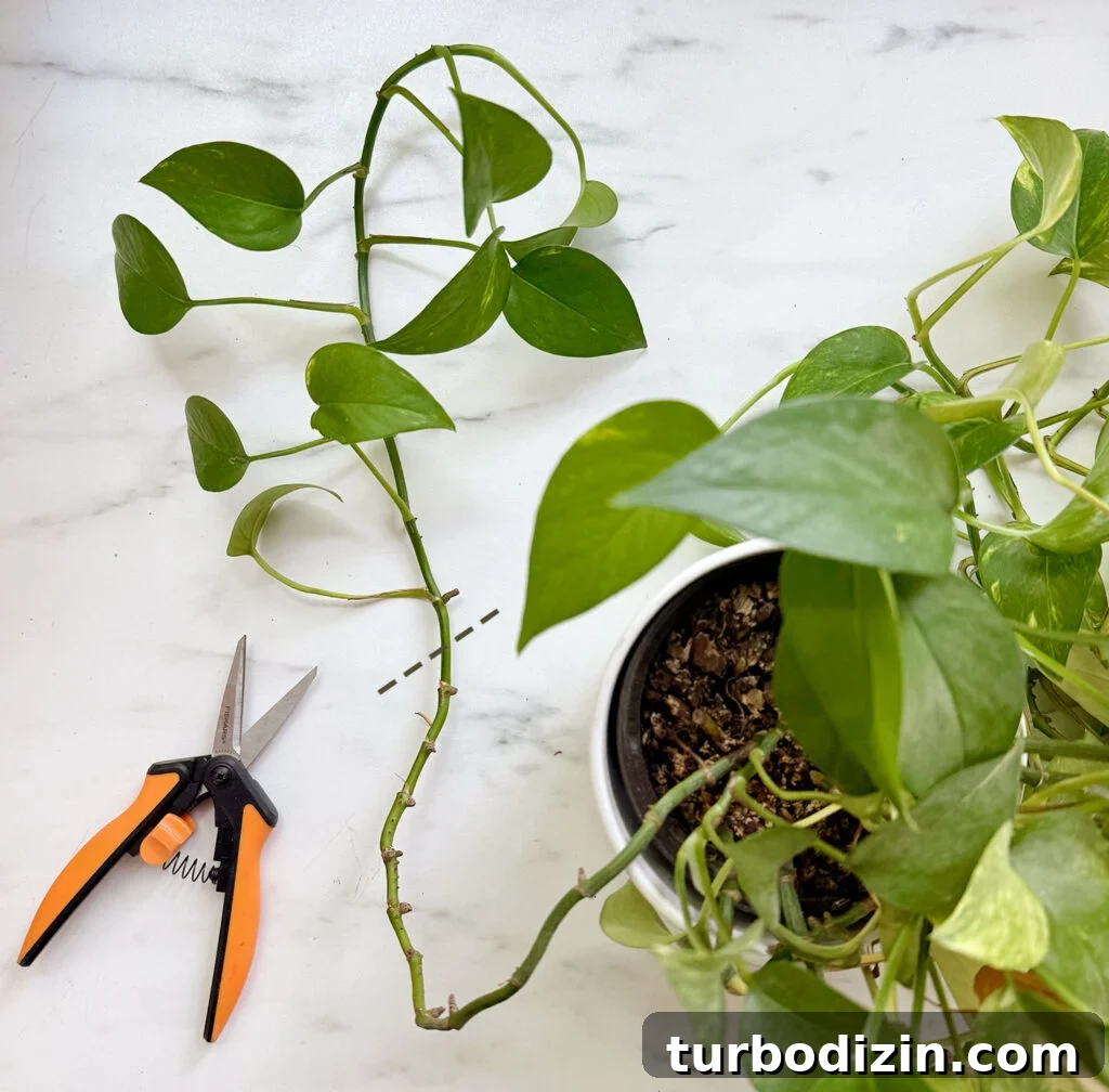 Pothos Propagation Guide: Simple Methods to Grow New Plants 5 Pothos Vine Marked For Cutting For Propagation