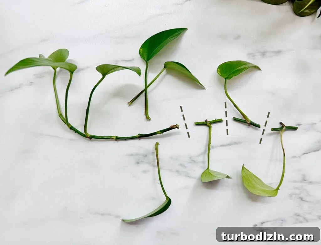 Pothos Propagation Guide: Simple Methods to Grow New Plants 6 Pothos Vine Clipping Cut Into Node Sections For Propagation