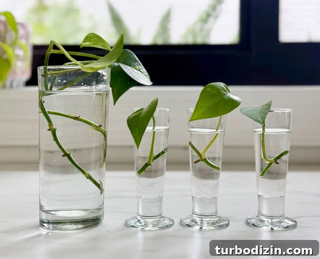 Pothos Propagation Guide: Simple Methods to Grow New Plants 7 Row Of Glass Vessels With Pothos Clippings For Propagation