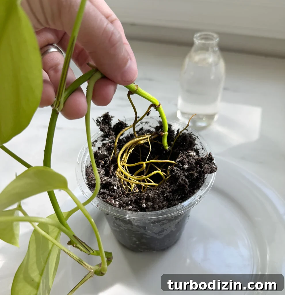 Pothos Propagation Guide: Simple Methods to Grow New Plants 8 Planting Pothos Roots In Soil