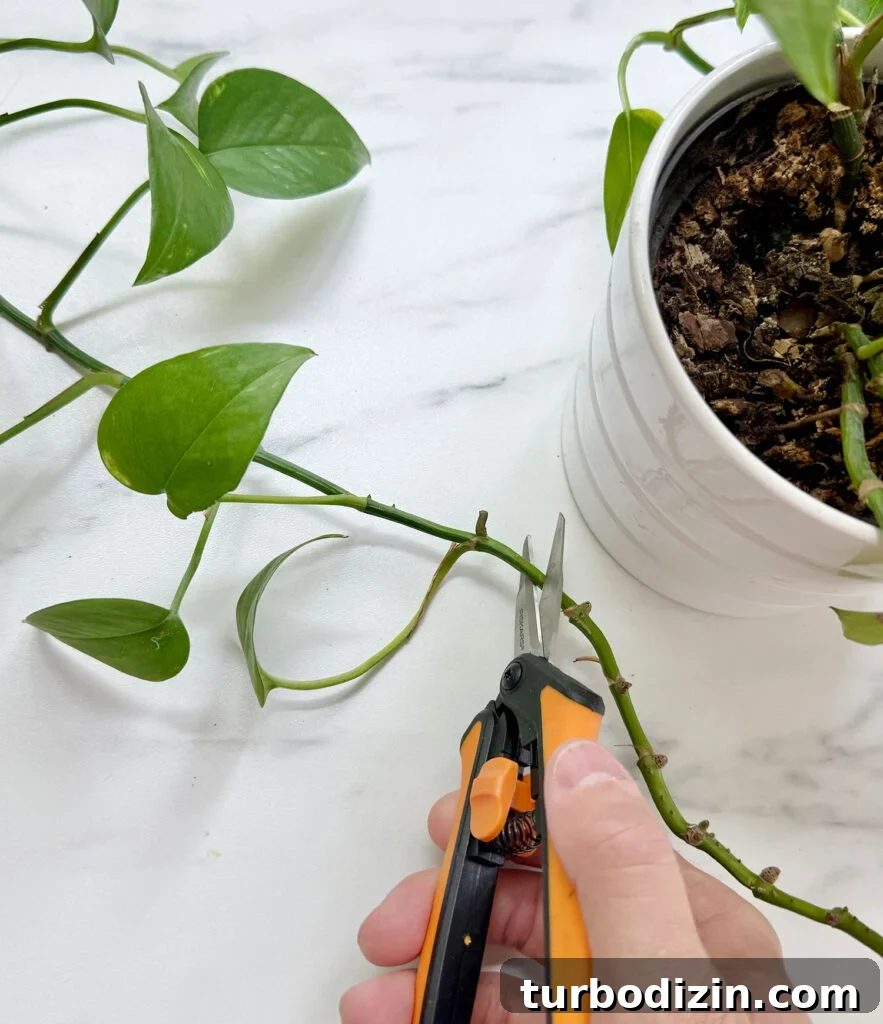 Pothos Propagation Guide: Simple Methods to Grow New Plants 9 Cutting Potho Vine With Small Snips For Propagation