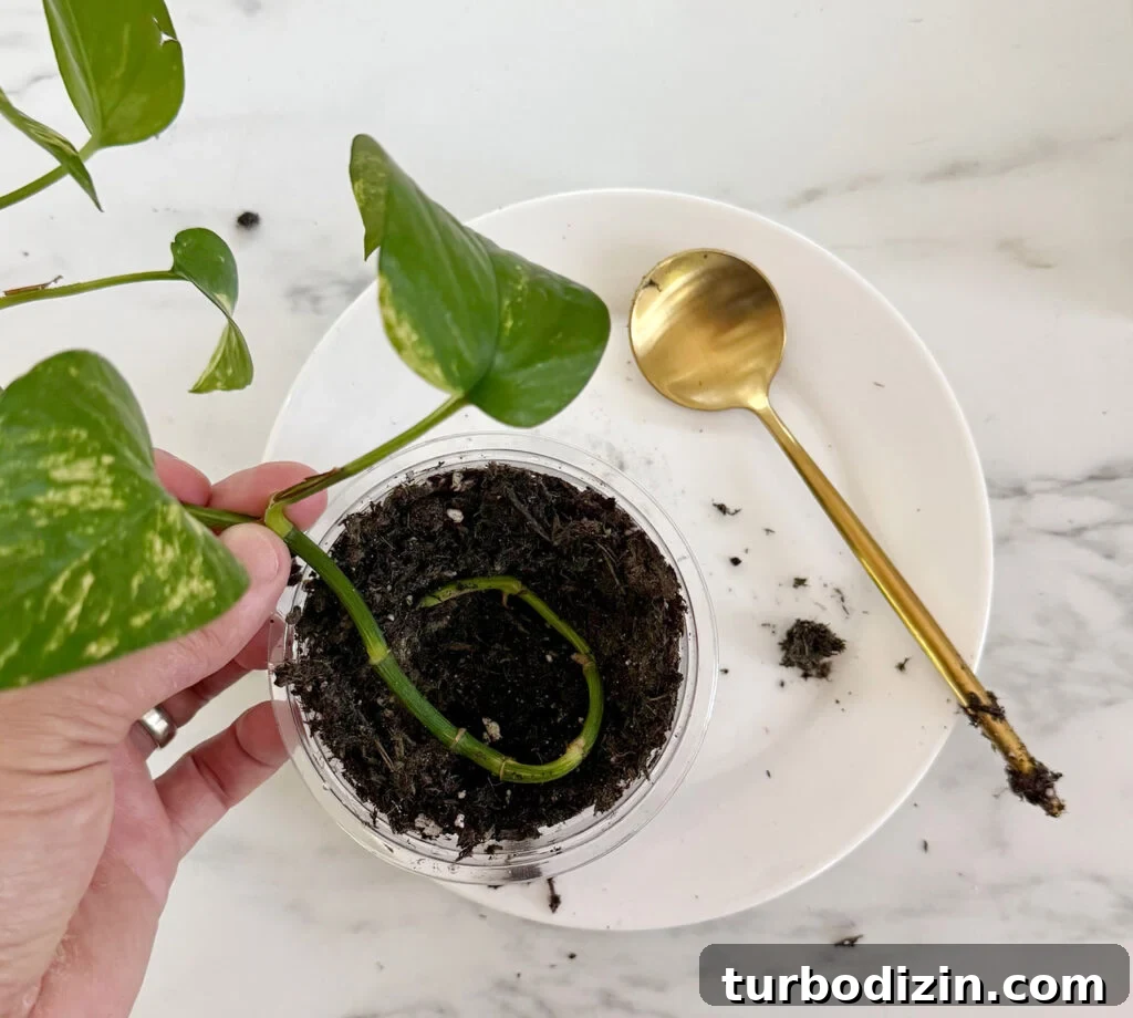 Pothos Propagation Guide: Simple Methods to Grow New Plants 10 Potho Clipping Placed In Soil In Nursery Pot