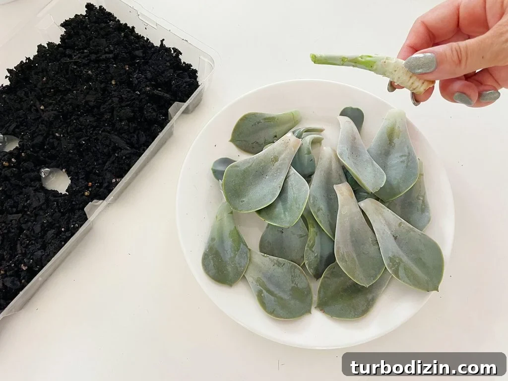 Succulent Propagation Guide: Step-by-Step Methods for Success 11 Removed Succulent Leaves From Stem For Propagation
