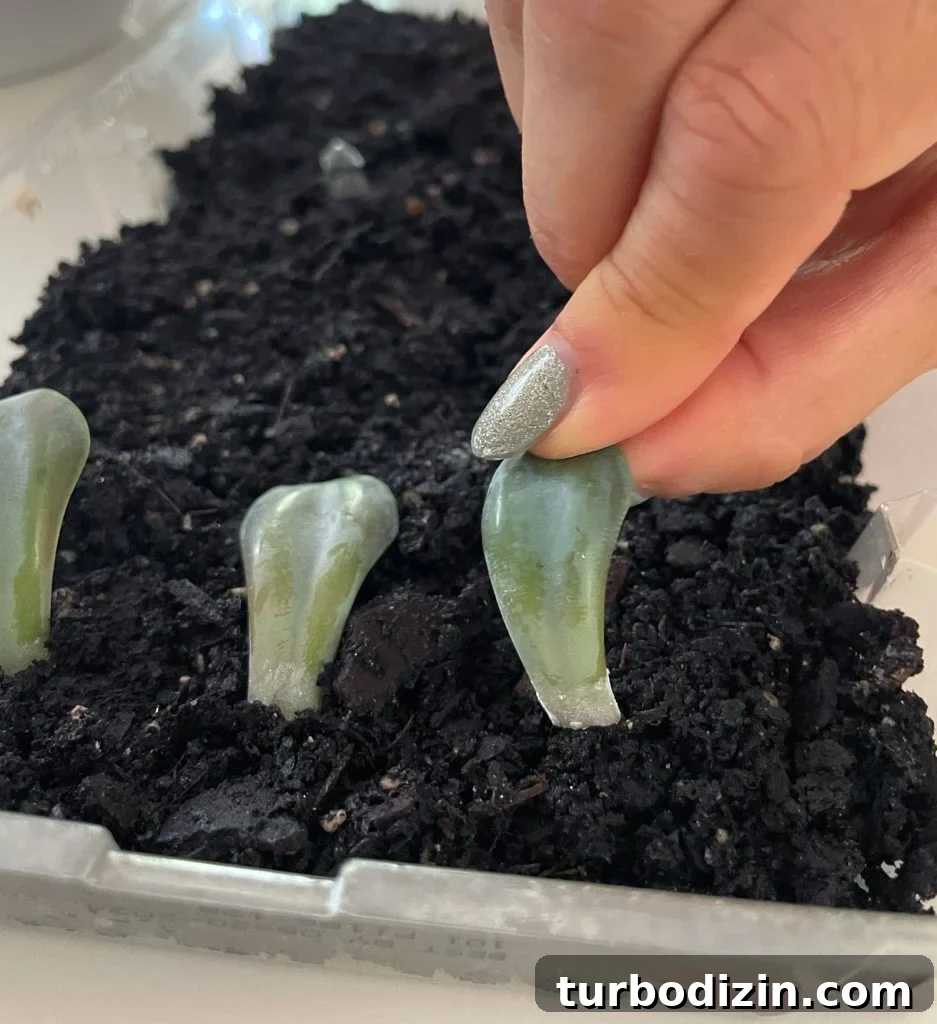 Succulent Propagation Guide: Step-by-Step Methods for Success 12 Placing Succulent Leaf Into Soil For Propagation
