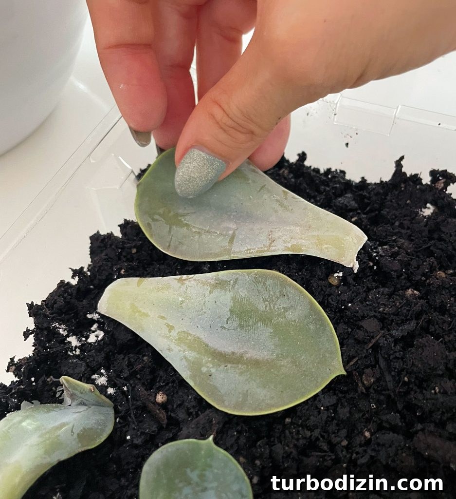 Succulent Propagation Guide: Step-by-Step Methods for Success 13 Laying Succulent Leaf On Soil For Propagation