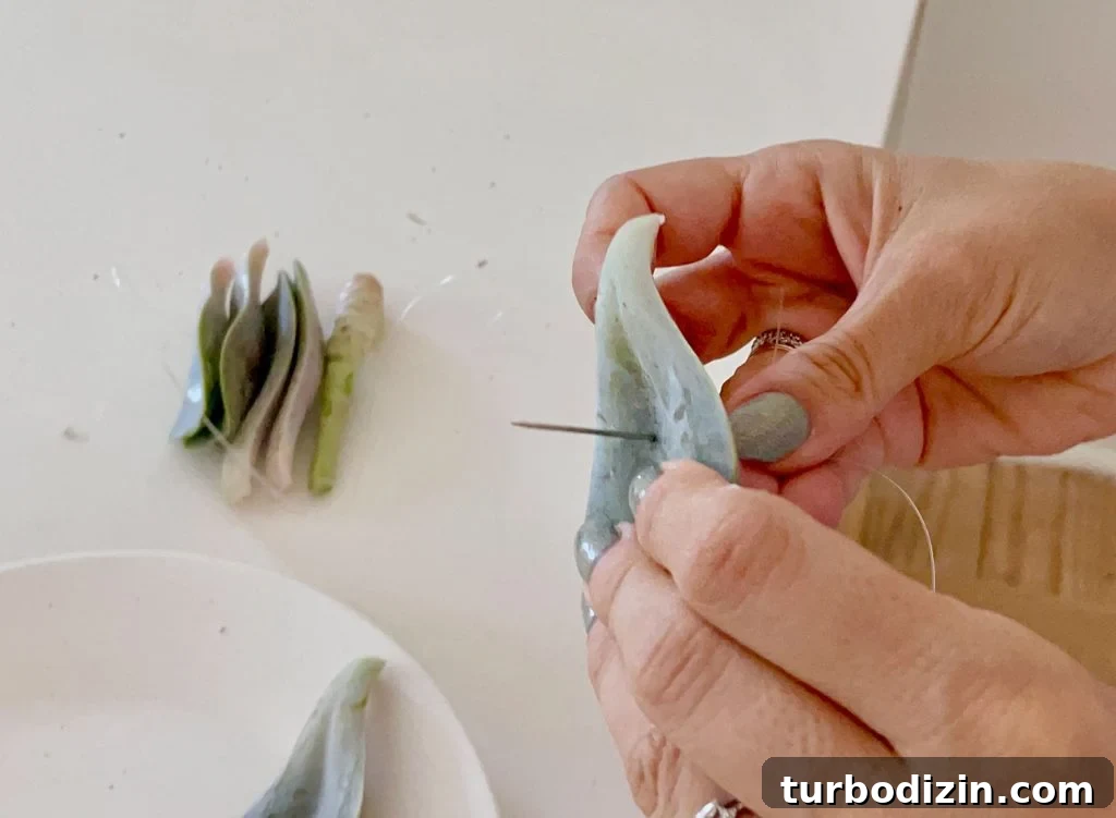 Succulent Propagation Guide: Step-by-Step Methods for Success 14 Threading Needle Through Succulent Leaf For Hanging dry Propagation