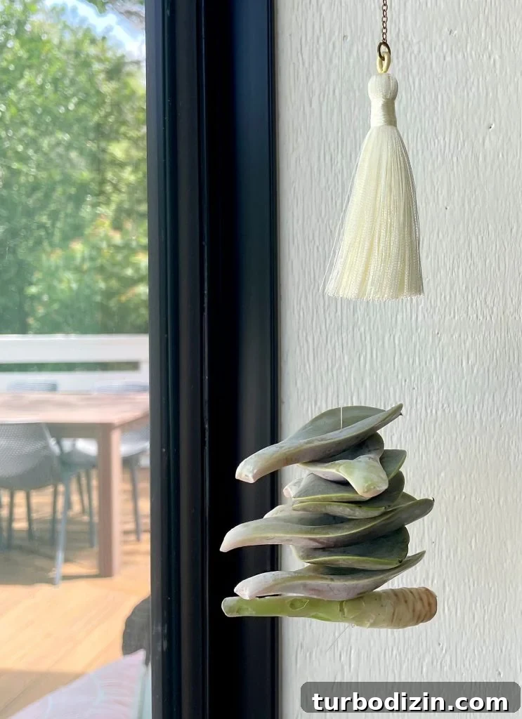 Succulent Propagation Guide: Step-by-Step Methods for Success 15 Hanging Succulent Leaves Dry Propagating In Window
