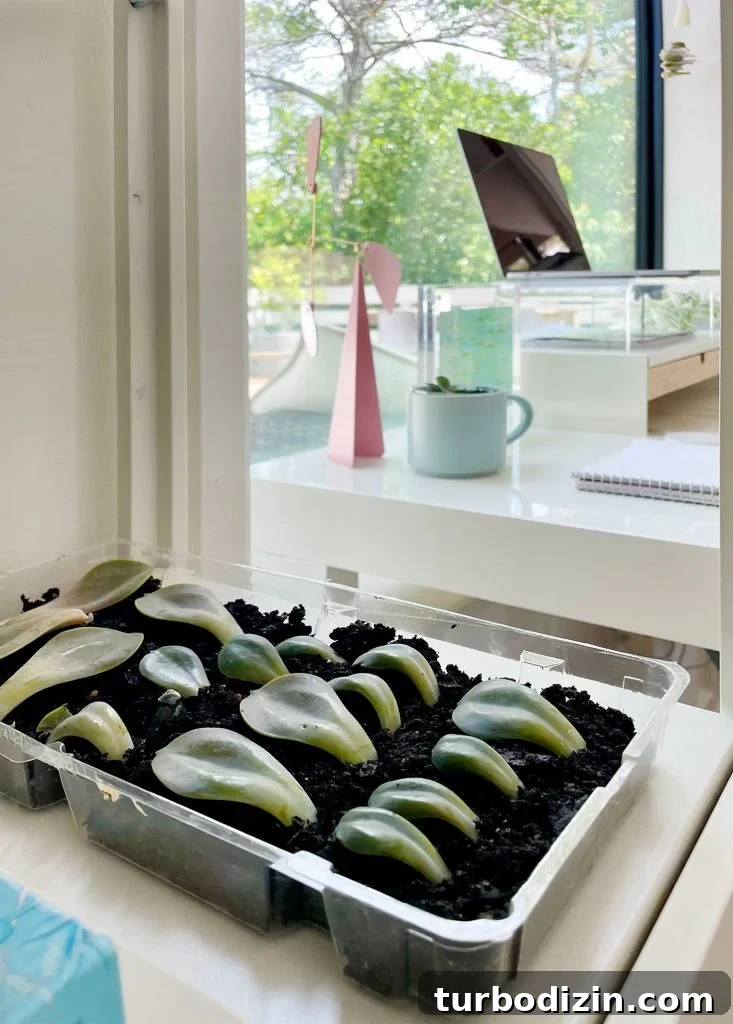 Succulent Propagation Guide: Step-by-Step Methods for Success 16 Succulent Propagation Tray In Bright Indirect Sunlit Windowsill