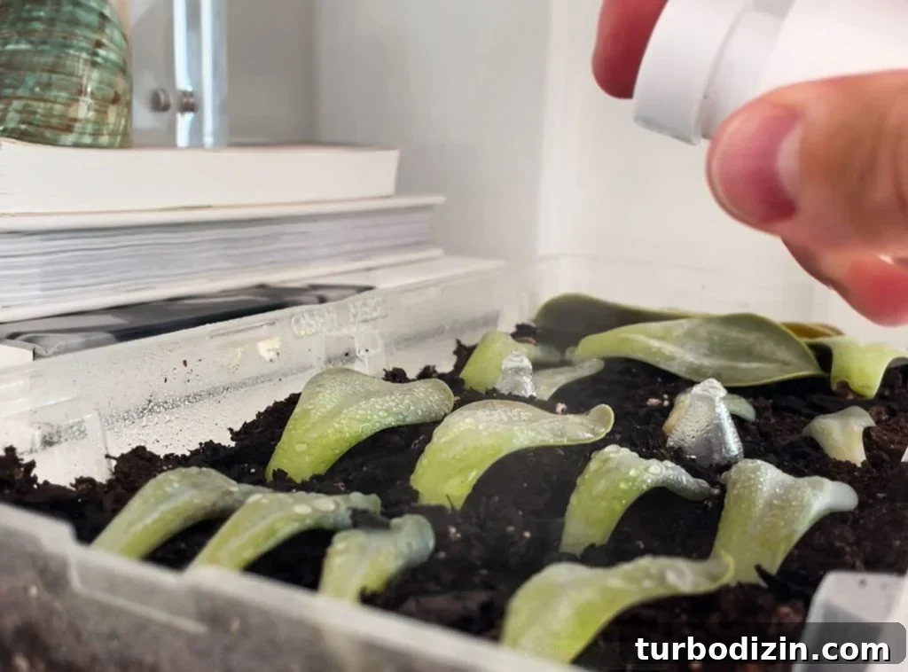 Succulent Propagation Guide: Step-by-Step Methods for Success 17 Misting Tray of Succulent Leaves For Propagation