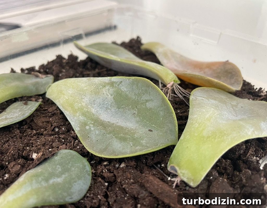 Succulent Propagation Guide: Step-by-Step Methods for Success 18 Roots Growing On Propagated Succulent 1 Month In
