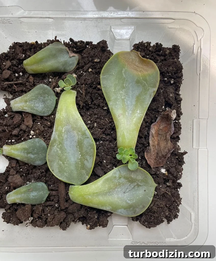 Succulent Propagation Guide: Step-by-Step Methods for Success 19 New Pups Growing On Propagated Succulent Leaves