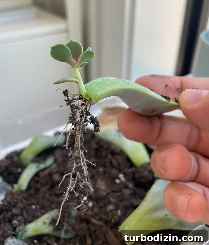 Succulent Propagation Guide: Step-by-Step Methods for Success 20 Proprogated Succulent Leaf Lifted From Soil To Show Roots