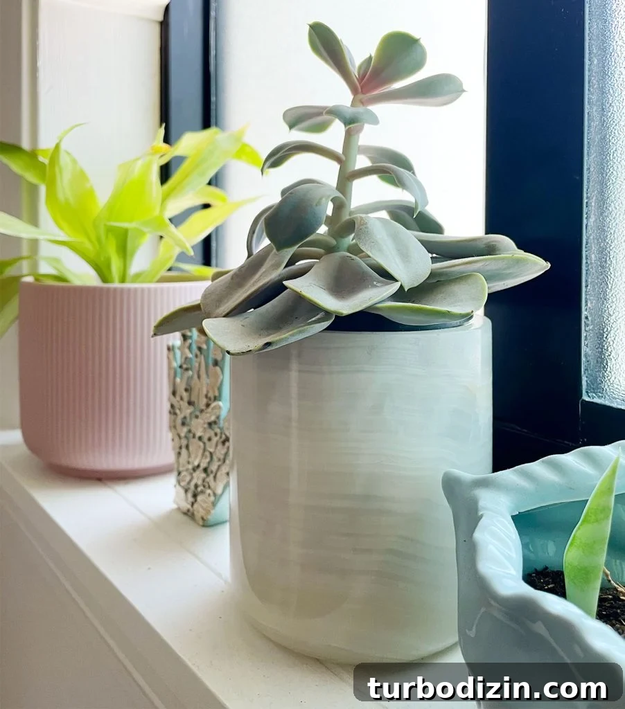 Succulent Propagation Guide: Step-by-Step Methods for Success 3 Succulent Plant In Windowsill with Leggy Etiolated Growth