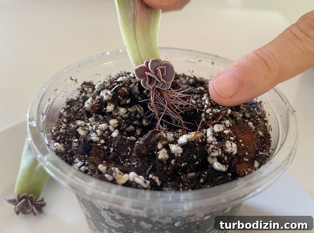 Succulent Propagation Guide: Step-by-Step Methods for Success 21 Planting New Succulent Roots In Fresh Soil