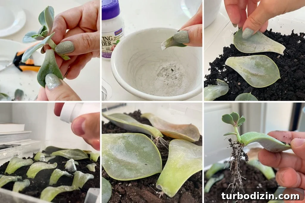 Succulent Propagation Guide: Step-by-Step Methods for Success 4 Grid of Steps To Propagating A Succulent