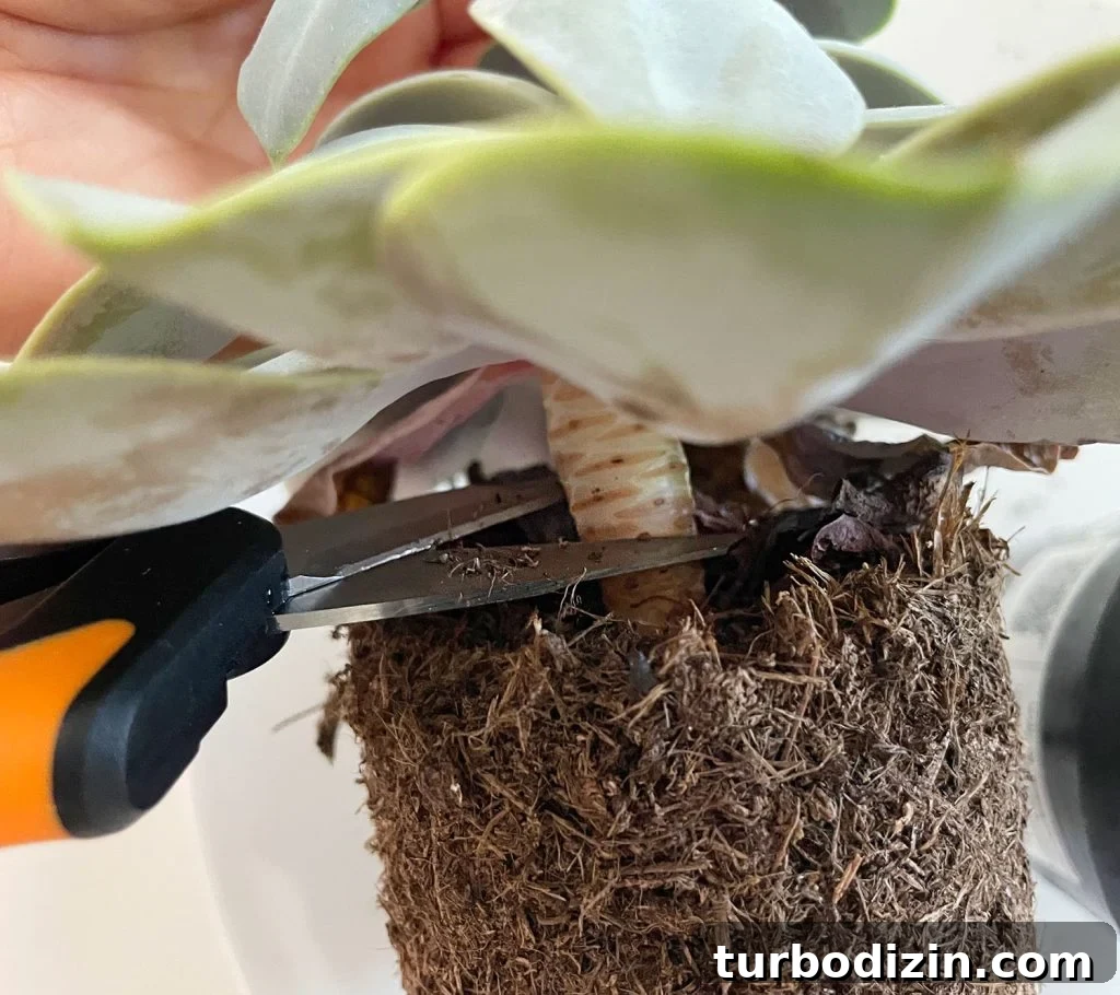 Succulent Propagation Guide: Step-by-Step Methods for Success 5 Cutting Stem Of Succulent At Soil Line