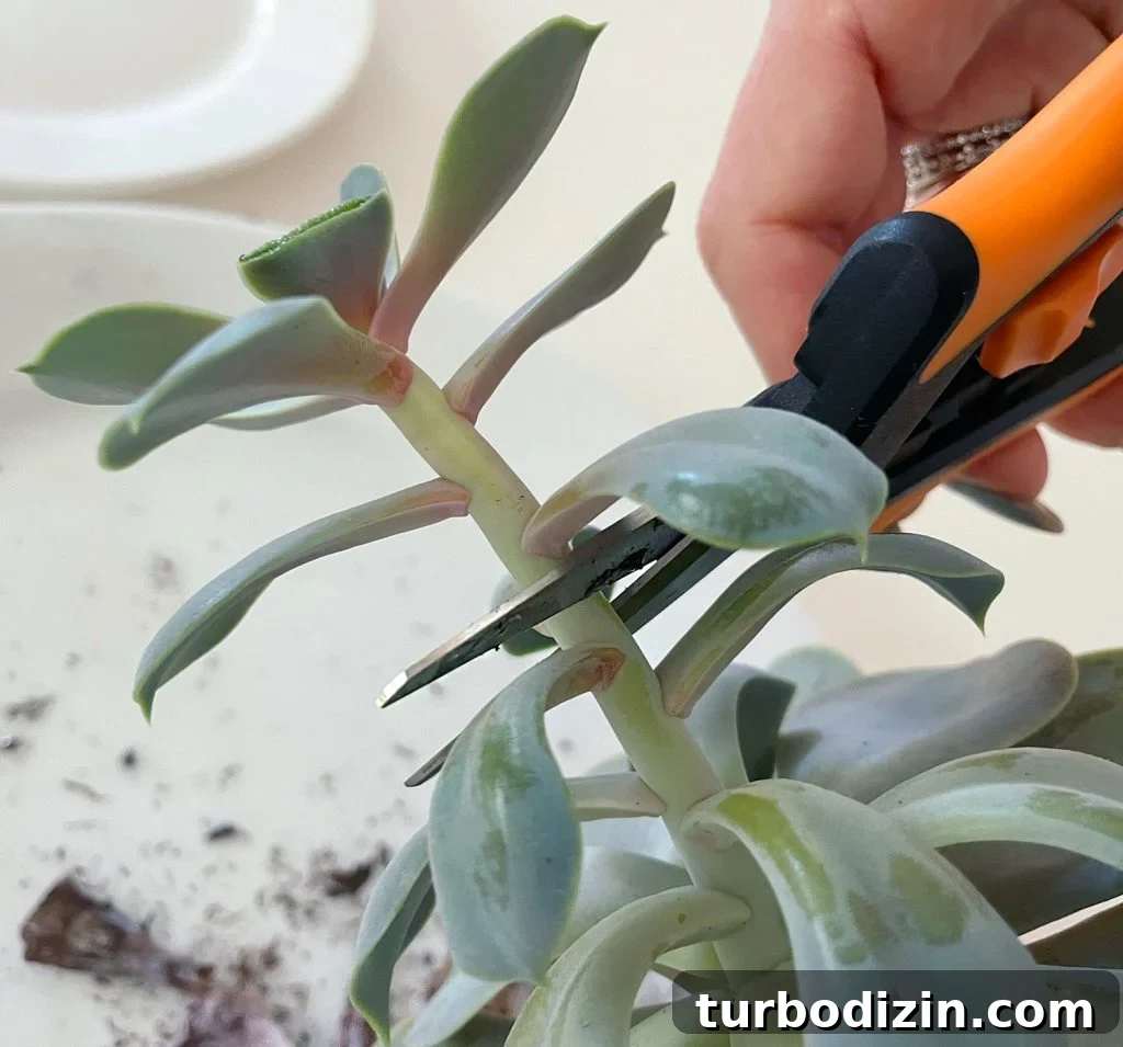 Succulent Propagation Guide: Step-by-Step Methods for Success 6 Cutting Leggy Stem Of Succulent Plant With Pruning Snips