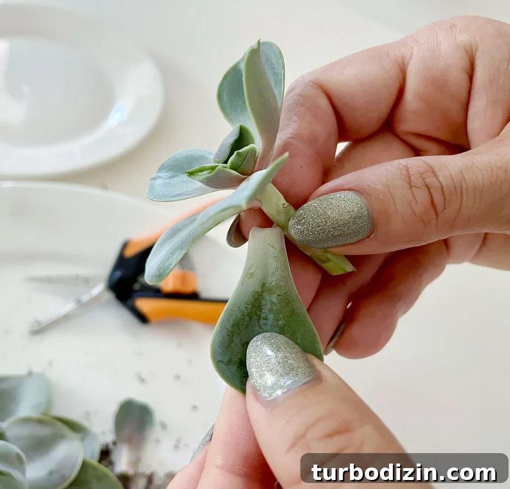 Succulent Propagation Guide: Step-by-Step Methods for Success 7 Removing Succulent Leaves From Stem For Propagation