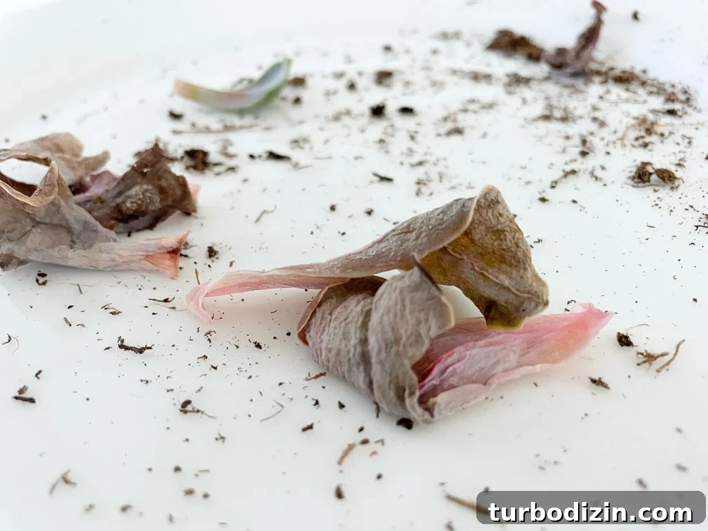 Succulent Propagation Guide: Step-by-Step Methods for Success 8 Rotten Succulent Leaves