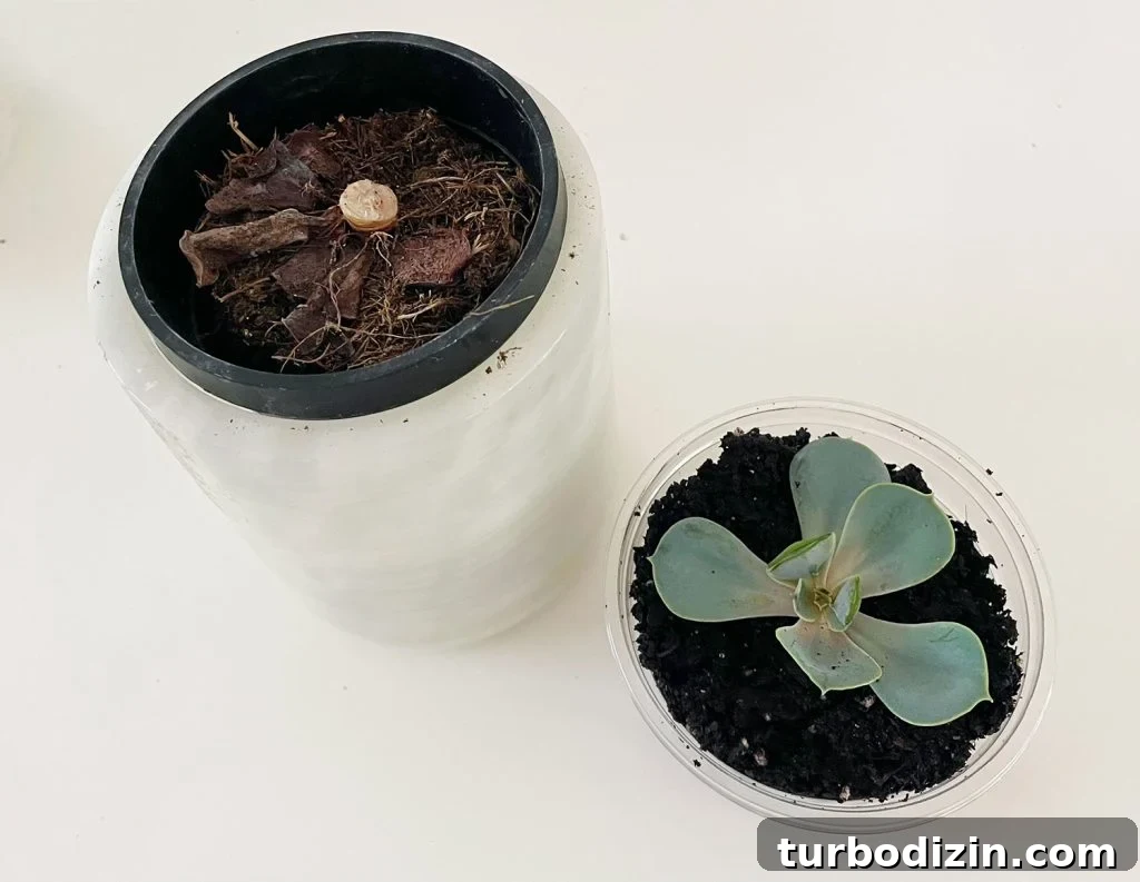 Succulent Propagation Guide: Step-by-Step Methods for Success 10 Head Of Propagated Succulent In New Pot