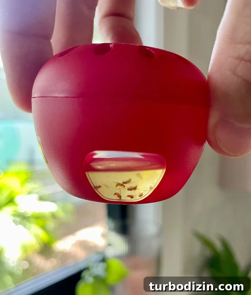 Get Rid of Fruit Flies Fast Using Items You Already Have at Home 11 Terro Fruit Fly Trap With Dead Fruit Flies Visible