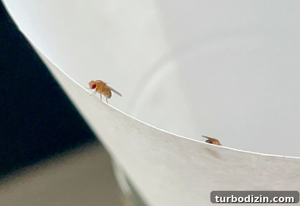 Get Rid of Fruit Flies Fast Using Items You Already Have at Home 3 Close Up Of Fruit Fly On Paper Funnel