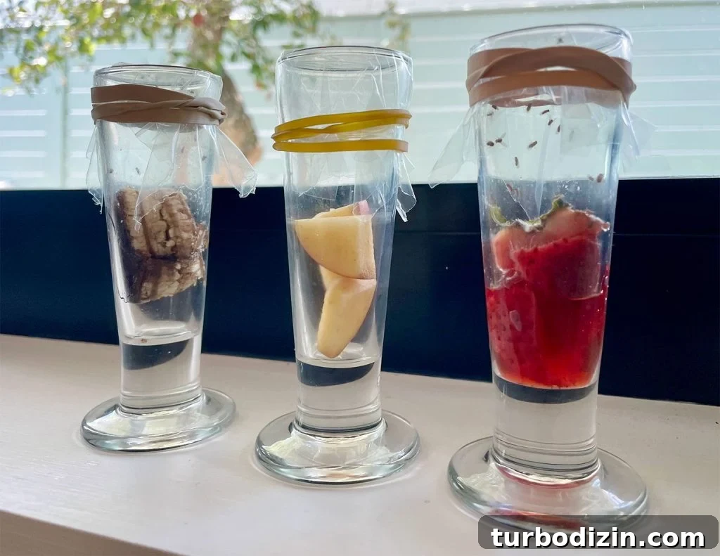 Get Rid of Fruit Flies Fast Using Items You Already Have at Home 5 Fruit Fly Traps With Different Rotten Fruit Baits