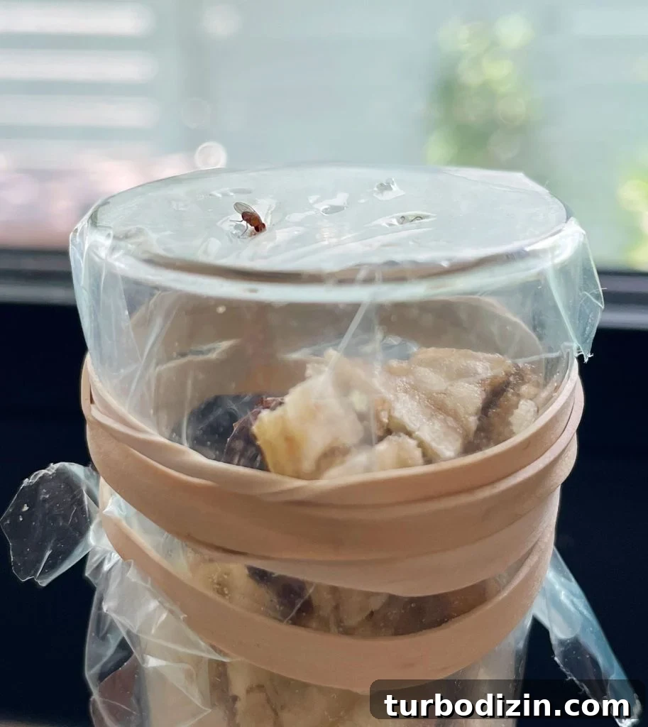 Get Rid of Fruit Flies Fast Using Items You Already Have at Home 7 Fruit Fly Entering Plastic Wrap On DIY Trap