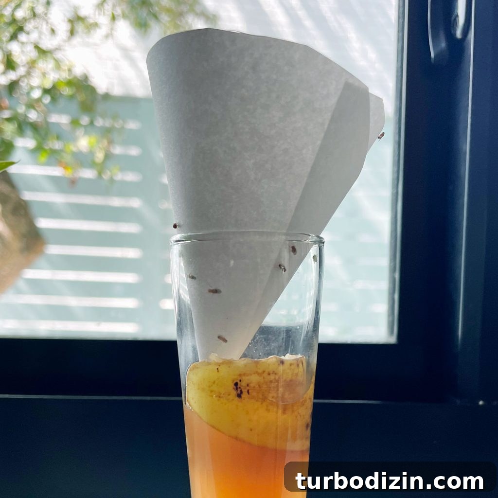Get Rid of Fruit Flies Fast Using Items You Already Have at Home 8 DIY Fruit Fly Trap With Paper Funnel