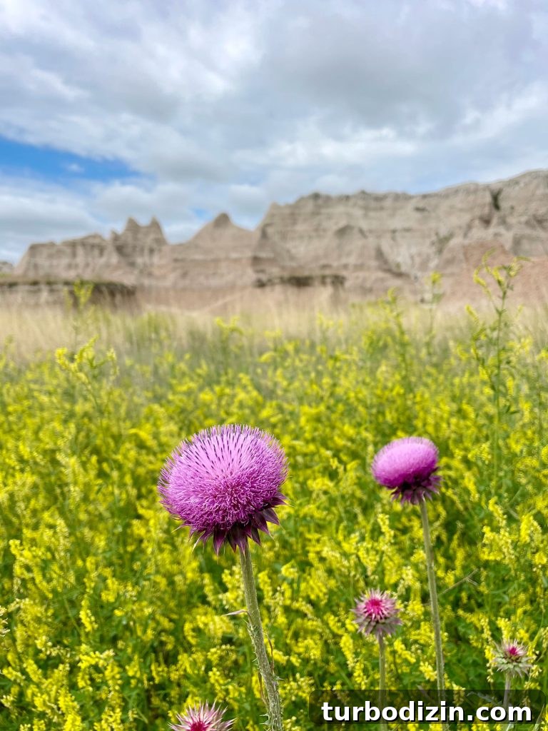 South Dakota Summer Road Trip: Top Sights & Itinerary Ideas 5 Musk Thistle Sweet Clover In Badlands National Park South Dakota