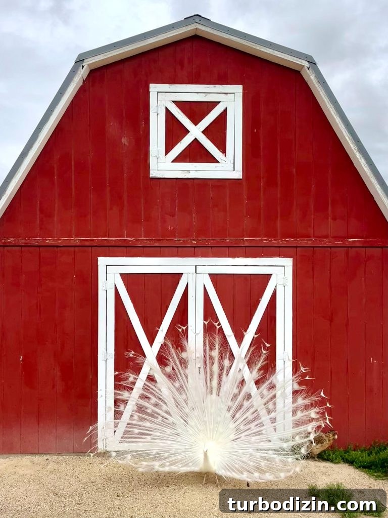 South Dakota Summer Road Trip: Top Sights & Itinerary Ideas 8 Albino Peacock In Front Of Red Barn At Circle View Ranch