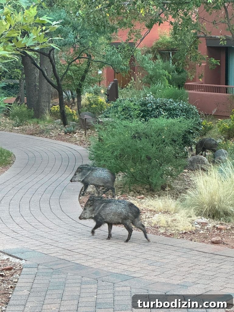 Sedona Girls' Weekend Guide: Top Activities, Eats & Where to Stay 9 Javelina Animals Running Around Enchantment Resort In Sedona Arizona
