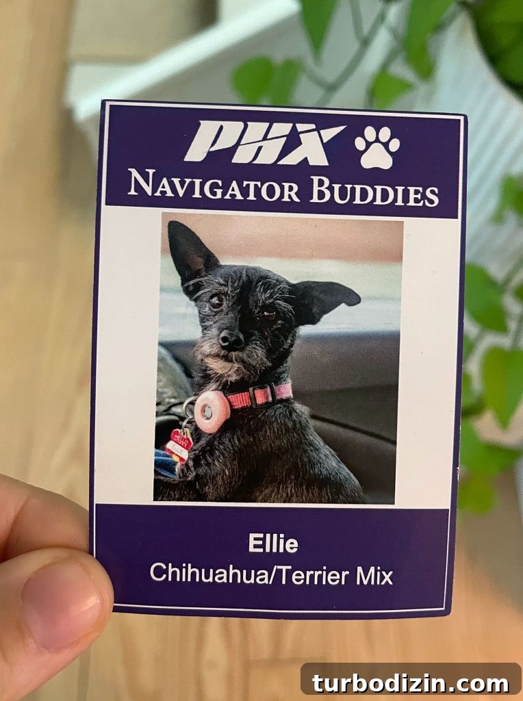 Sedona Girls' Weekend Guide: Top Activities, Eats & Where to Stay 8 Therapy Dog Card From Phoenix Airport Ellie Chihuahua Mix