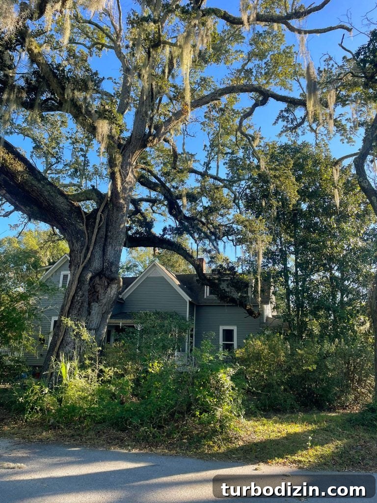 Weekend Escape to Ocean Springs: Coastal Things to Do and See 26 Home With Large Moss Draped Live Oak In Ocean Springs Mississippi