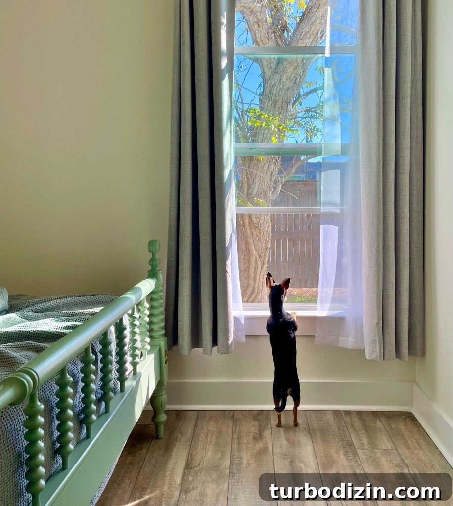 Weekend Escape to Ocean Springs: Coastal Things to Do and See 6 Small Chihuahua Looking Outside Window In Airbnb In Ocean Springs Mississippi