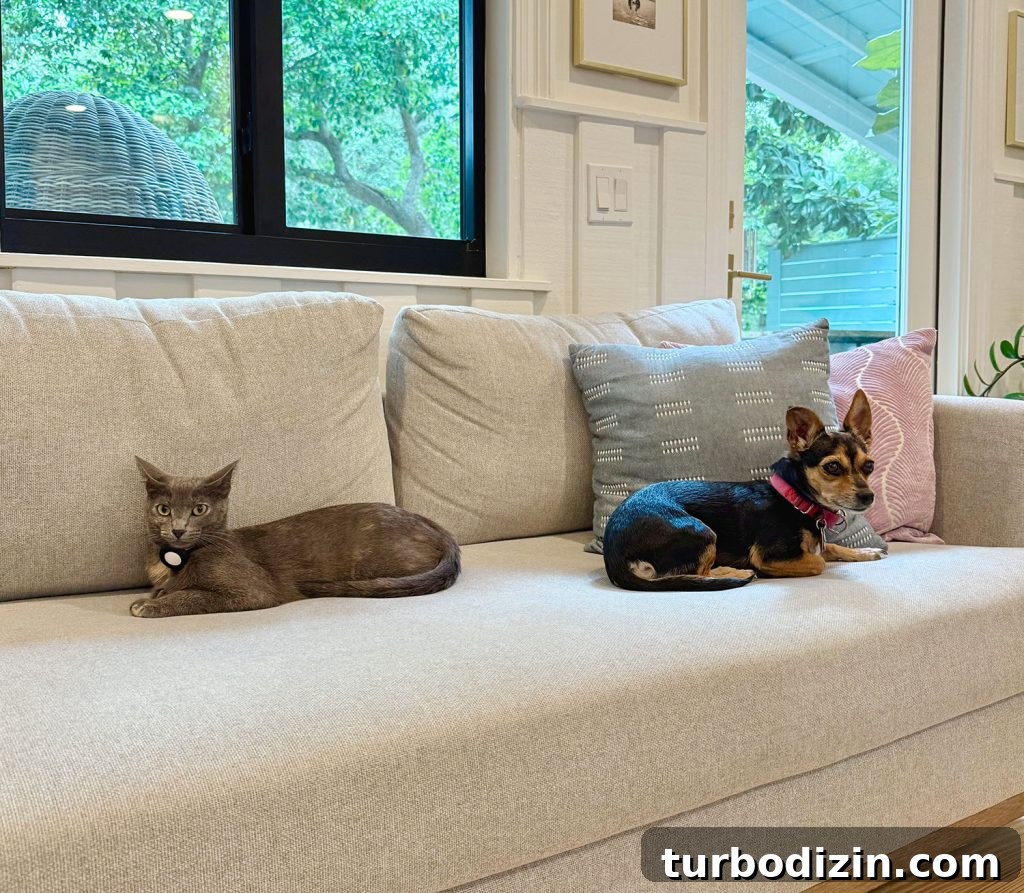 How I Reduced My Cat Allergies: Treatments That Helped Me 8 Gray Cat and Chihuahua Sitting On Couch Together
