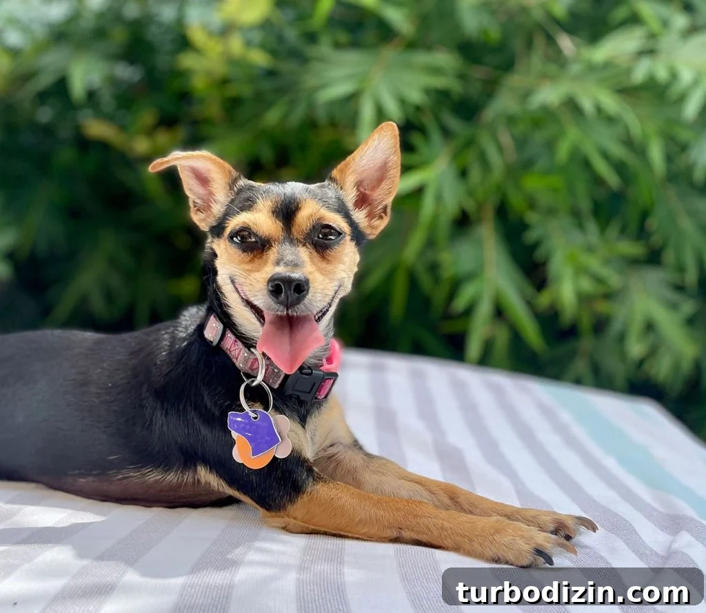 200 Girl Dog Names and Smart Tips for Choosing the Perfect Name 2 Penny Girl Dog Chihuahua Sitting On Towel Outside