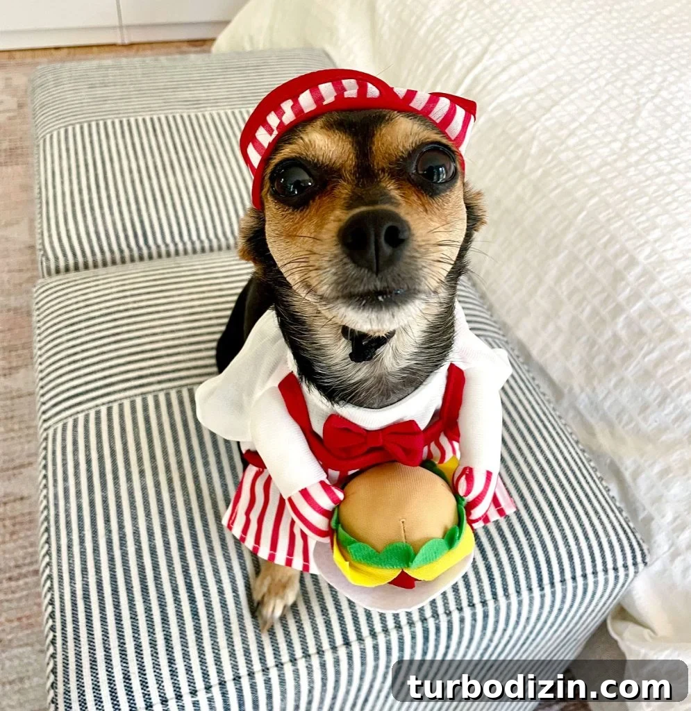 200 Girl Dog Names and Smart Tips for Choosing the Perfect Name 4 Penny Chihuahua Yorkie Dog Dressed As Hamburger Chef for Halloween