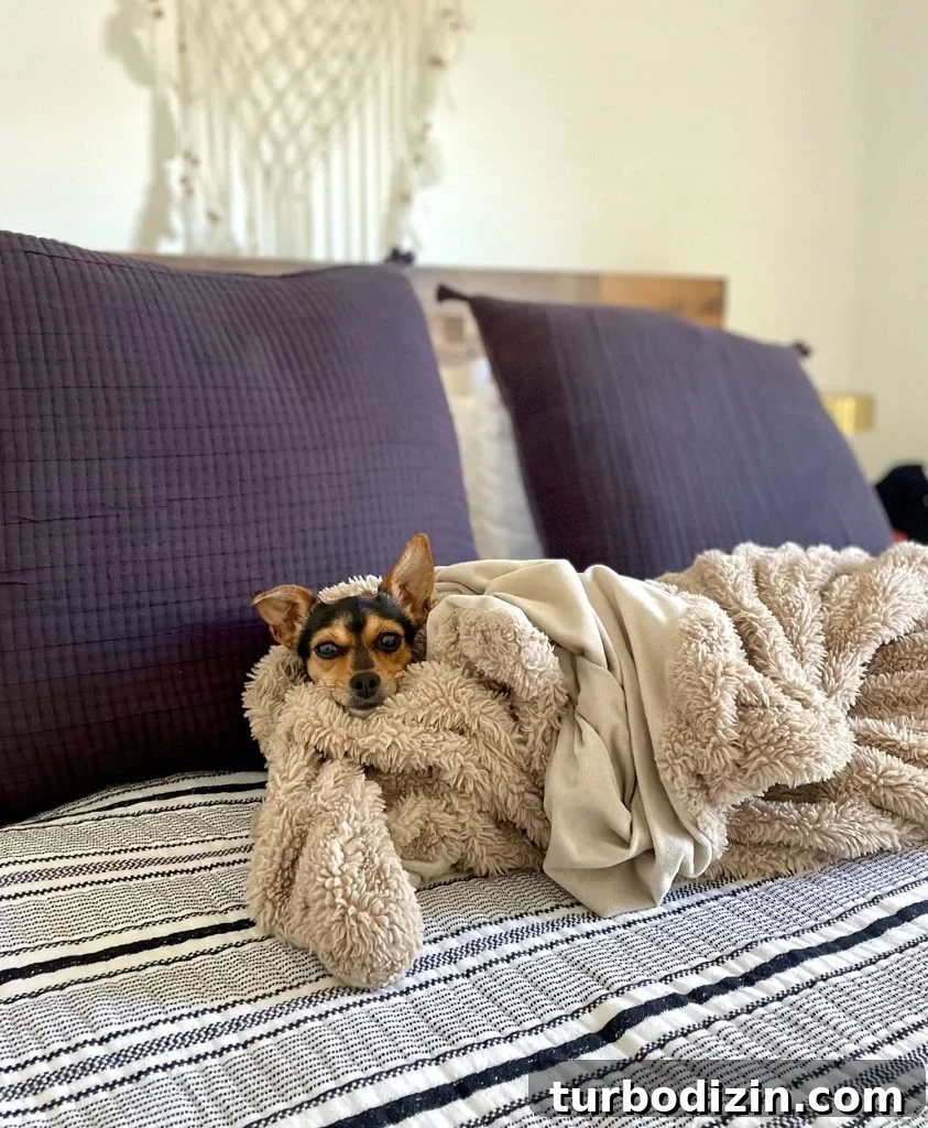 200 Girl Dog Names and Smart Tips for Choosing the Perfect Name 5 Penny Chihuahua Dog Wrapped In Blanket On Bed