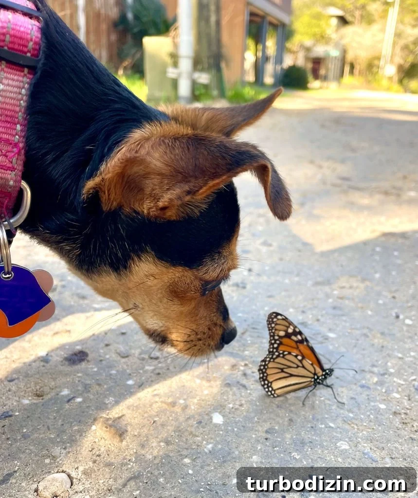 200 Girl Dog Names and Smart Tips for Choosing the Perfect Name 6 Small Girl Dog Penny Sniffing Monarch Butterfly