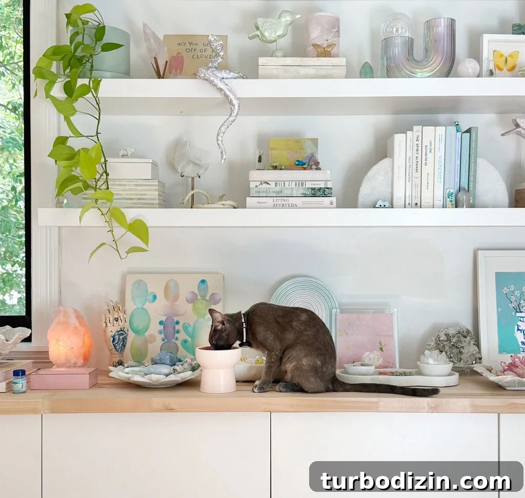 Gray Girl Cat Eating Food Near Decorative Floating Shelves