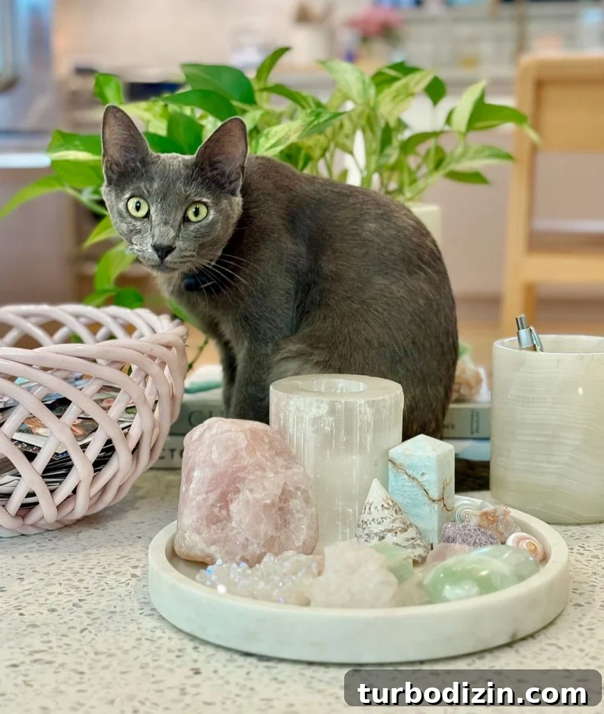 Gray Girl Cat Sitting On Table Near Crystals