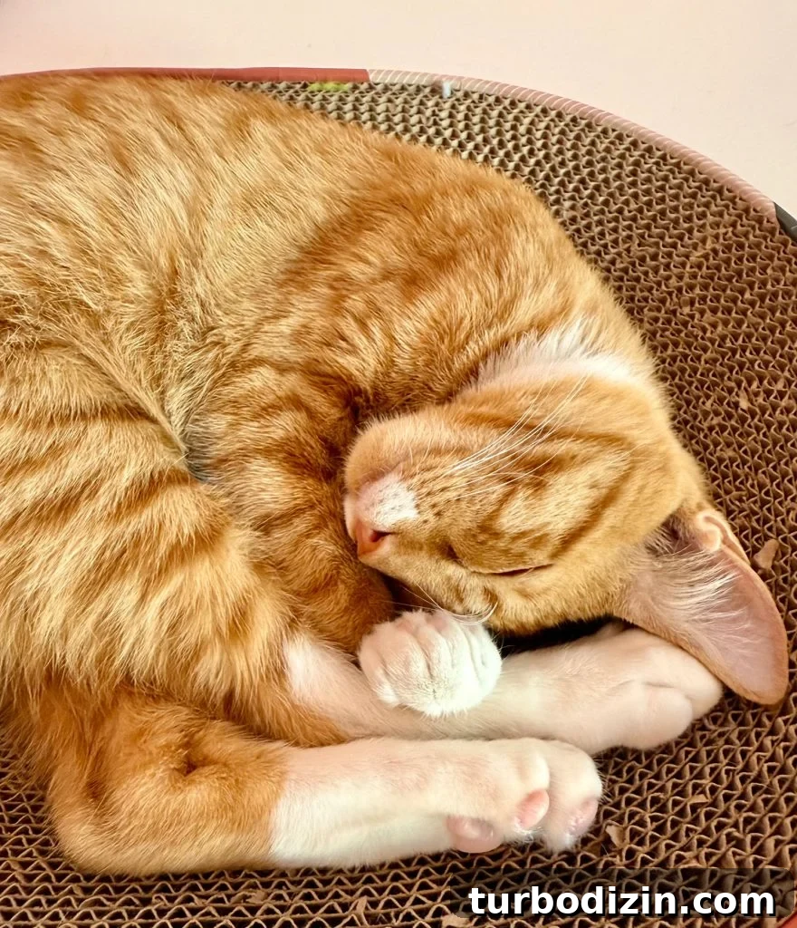 Orange Cat Curled On Scratching Post