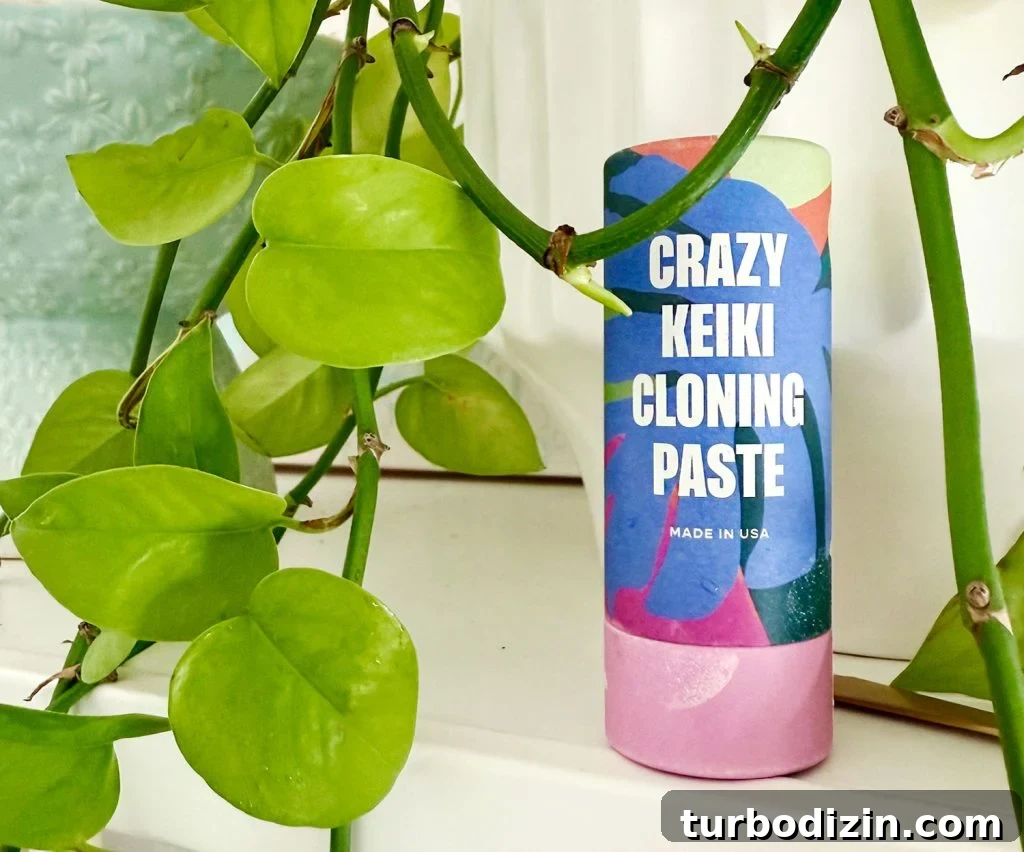 Keiki Paste: What It Is and How to Use It on Your Plants 2 Container Of Crazy Keiki Cloning Paste By Southside Plants