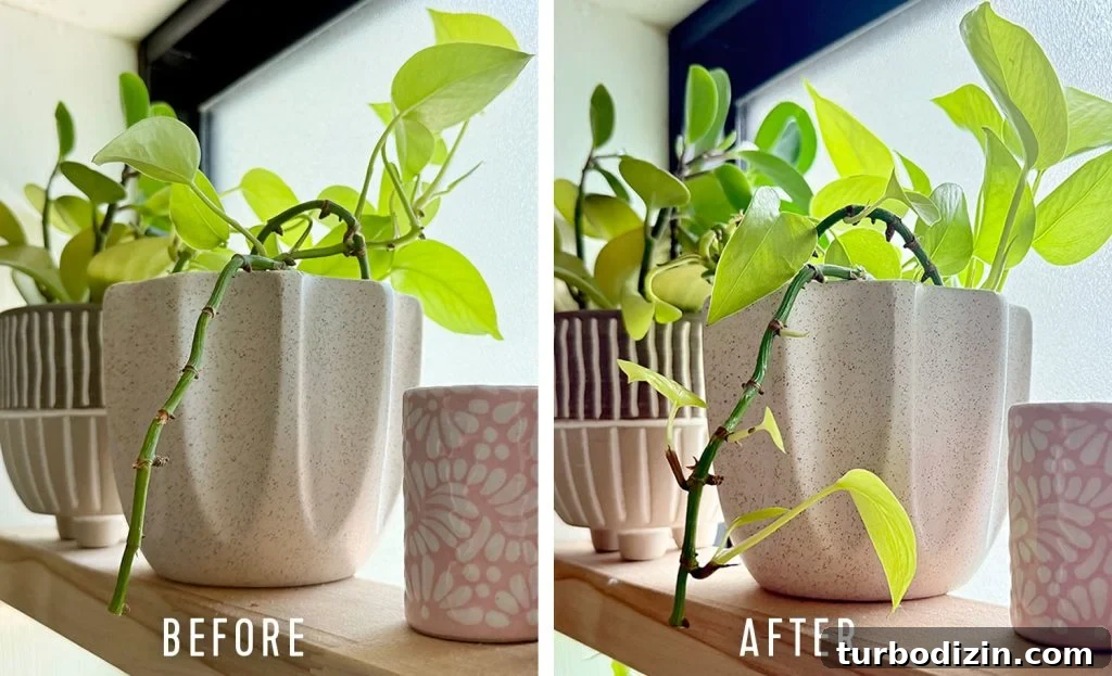 Keiki Paste: What It Is and How to Use It on Your Plants 3 Before And After Side by Side of Pothos Vine Treated With Keiki Paste