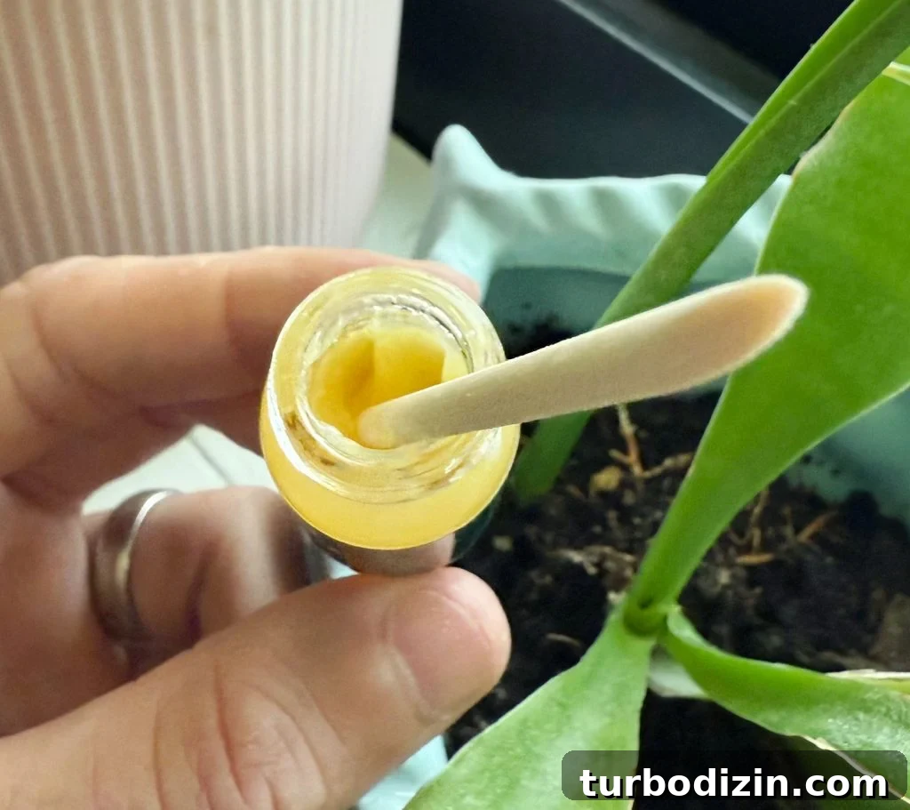 Keiki Paste: What It Is and How to Use It on Your Plants 4 View inside small glass container of Crazy Keiki Cloning Paste