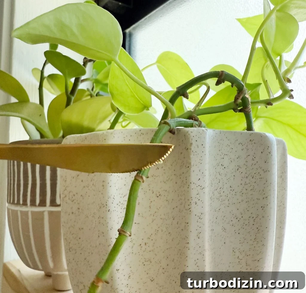 Keiki Paste: What It Is and How to Use It on Your Plants 5 Scoring Pothos Plant Node With Kitchen Knife Before Applying Keiki Paste